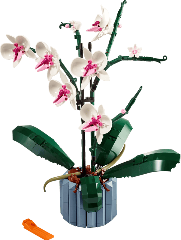 Orchidee (10311)